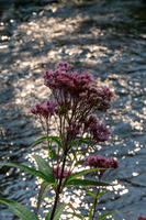 SMJ_2634-6